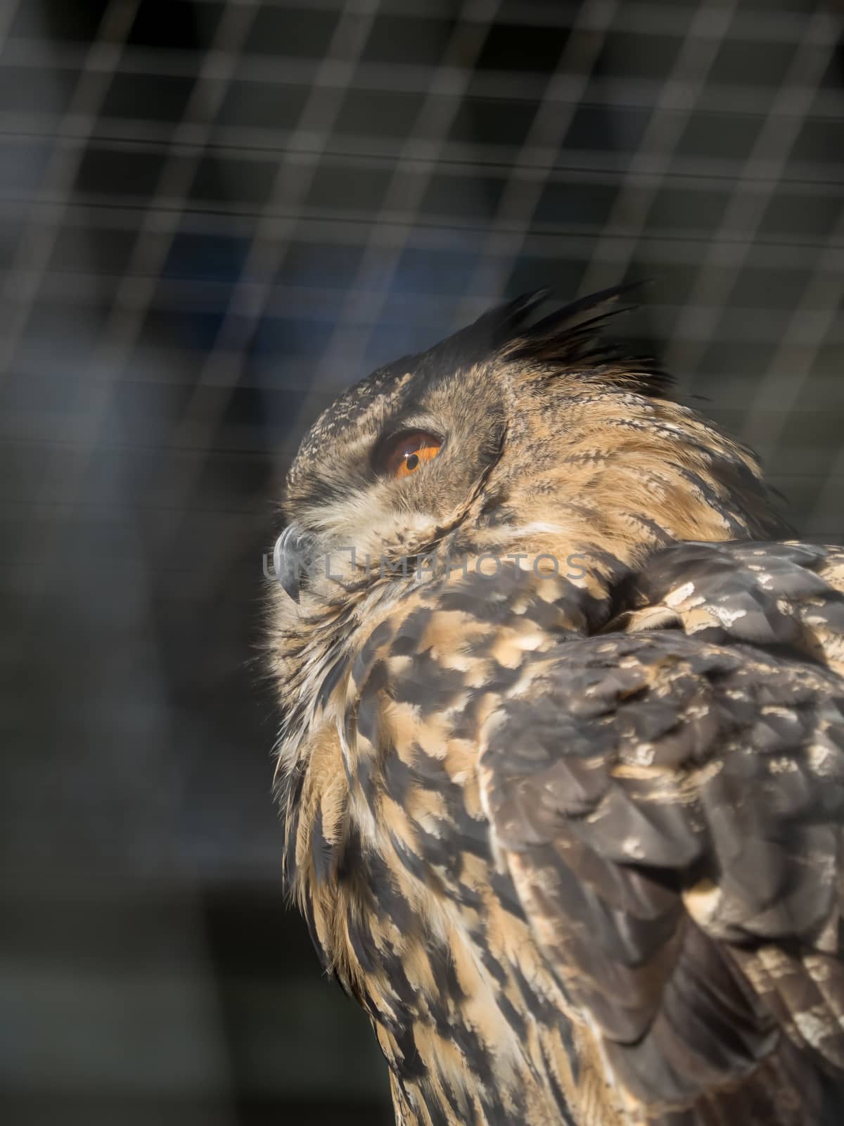 An owl is sitting in the sun in the enclosure by sandra_fotodesign