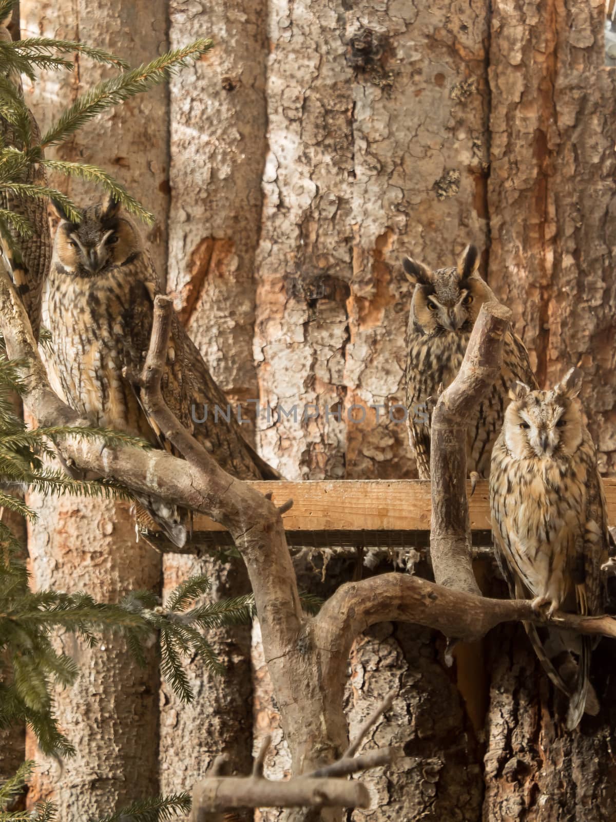 Long-eared owls sit on branches
