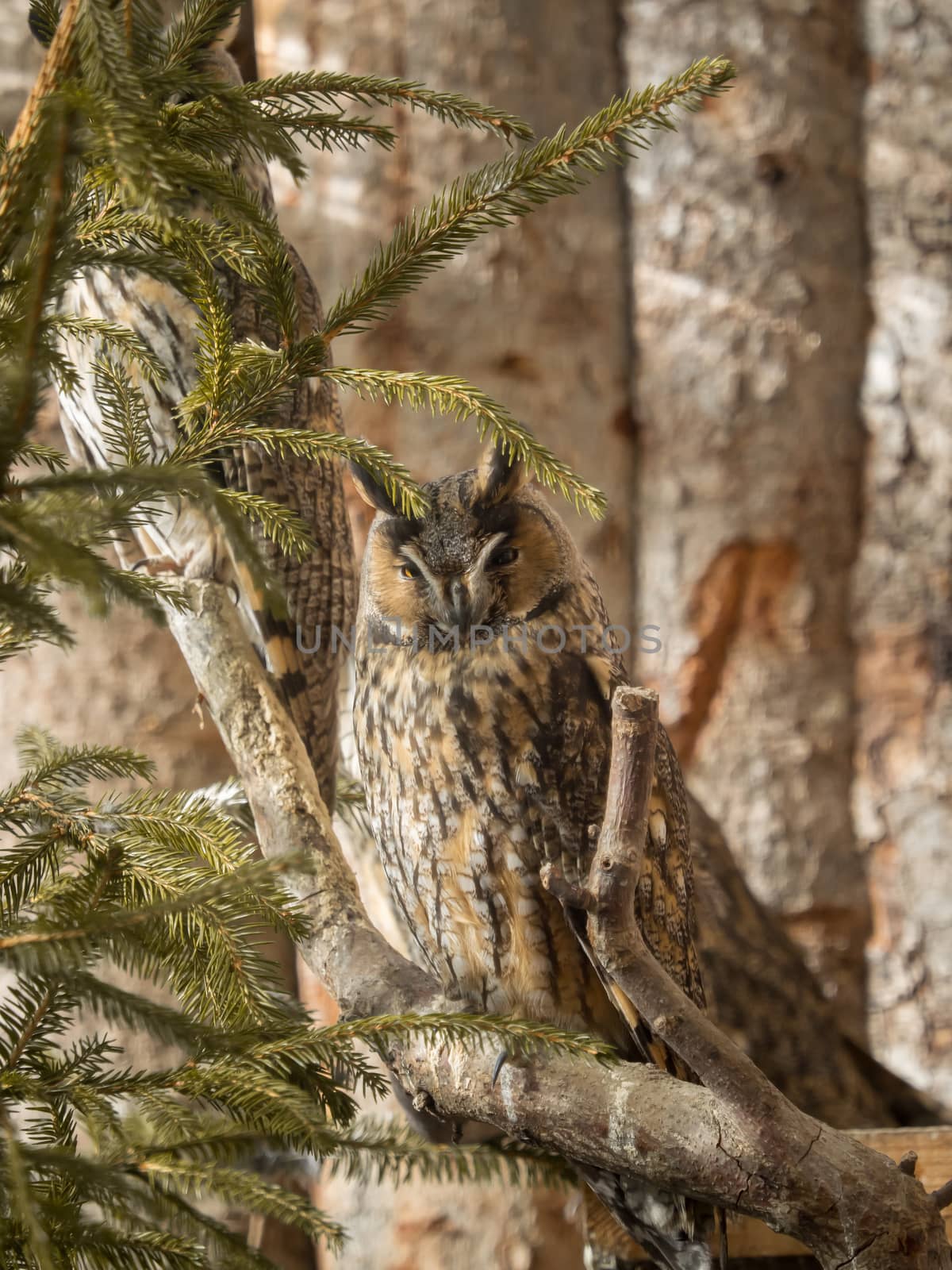 Long-eared owls sit on branches by sandra_fotodesign