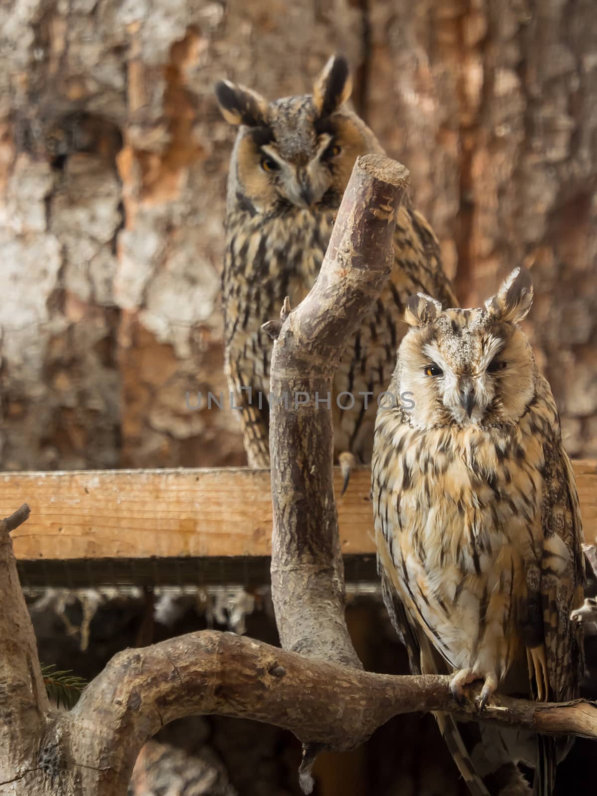 Long-eared owls sit on branches