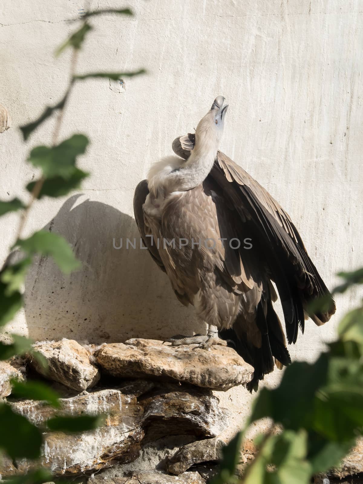 A griffon vulture sits in the sunlight
