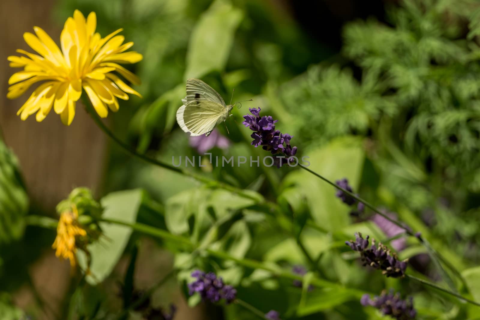 A beautiful butterfly in the wild garden