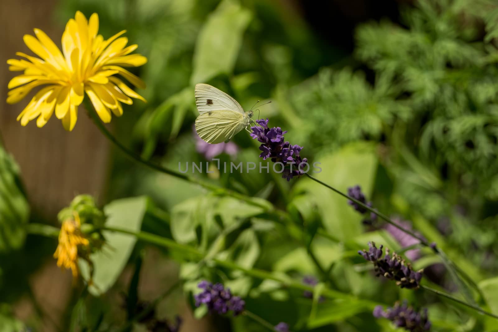 A beautiful butterfly in the wild garden