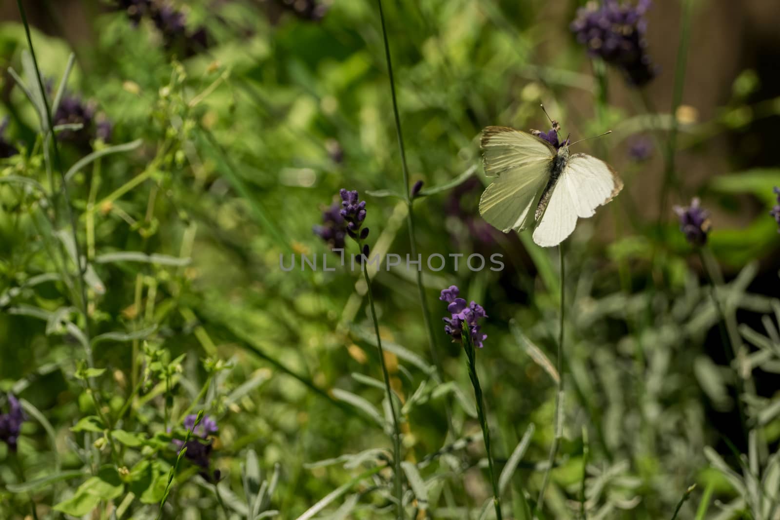 A beautiful butterfly in the wild garden