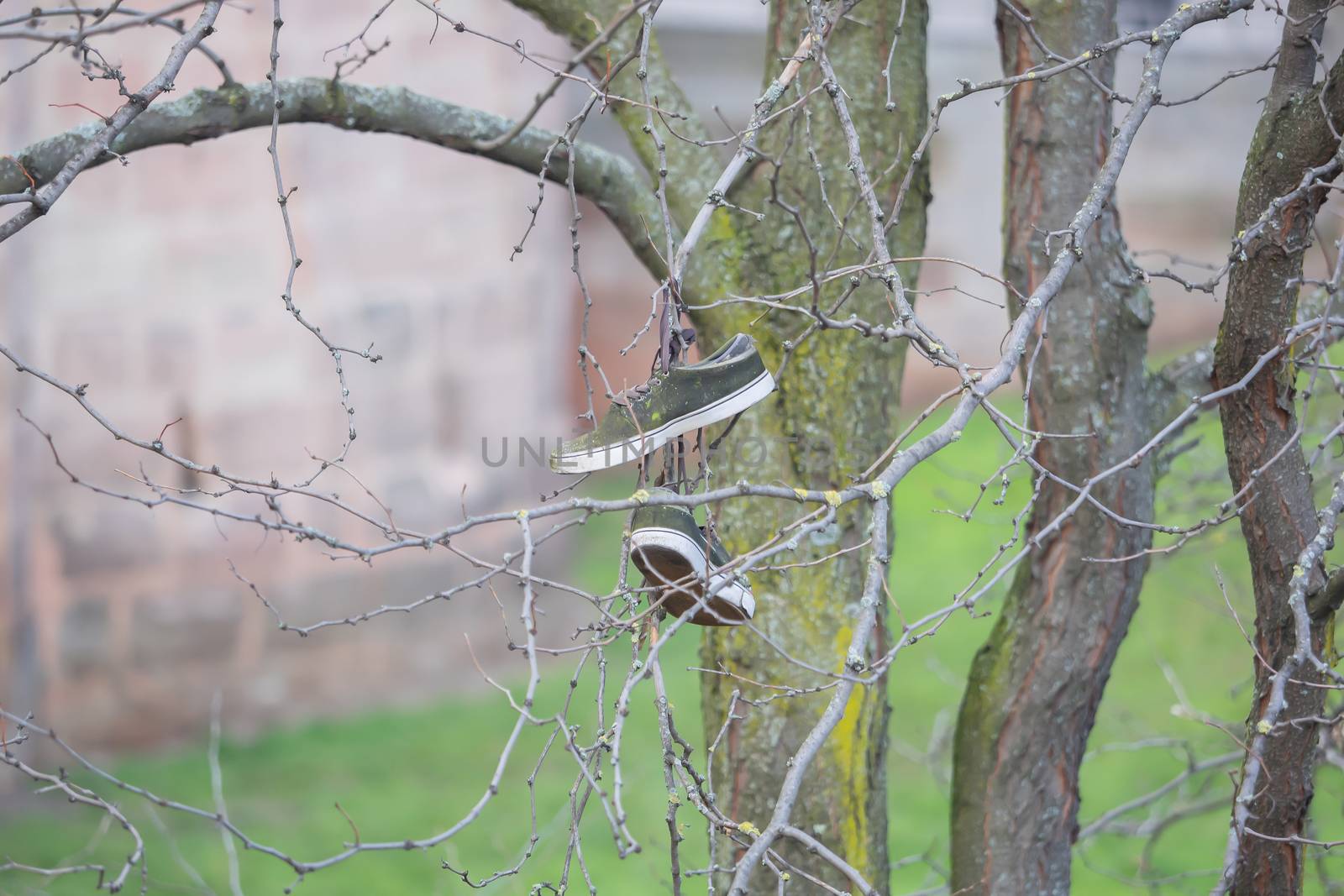 A few shoes hang up in the tree