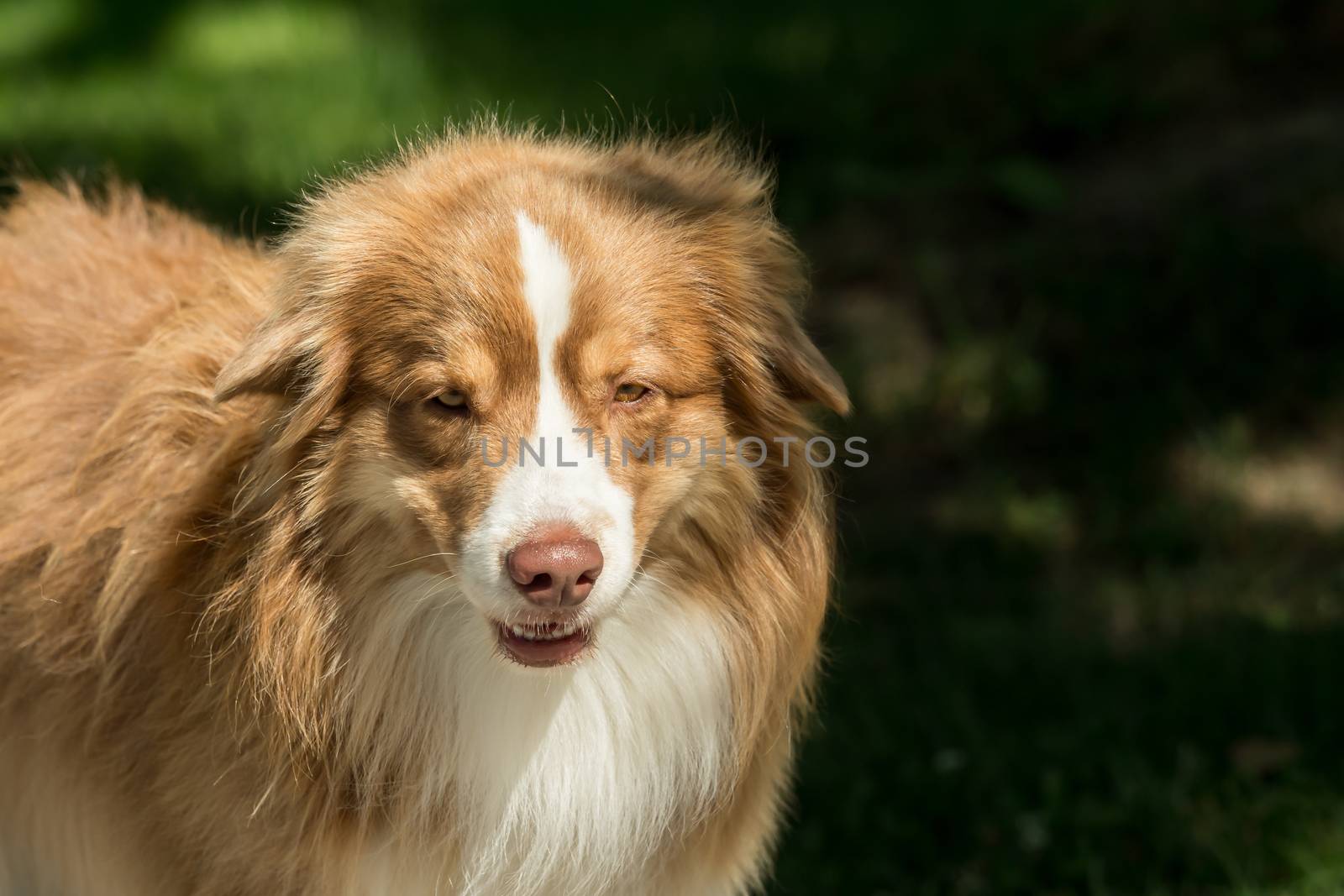 Close-up of the head of an Australian Shepherd