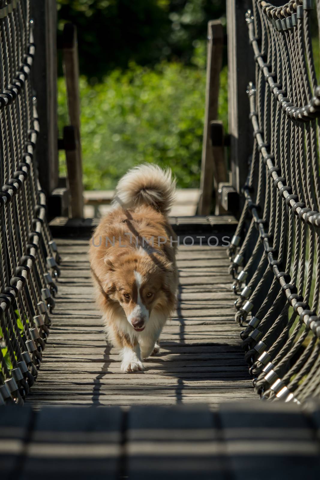 A mini Australian Shepherd is running over a bridge