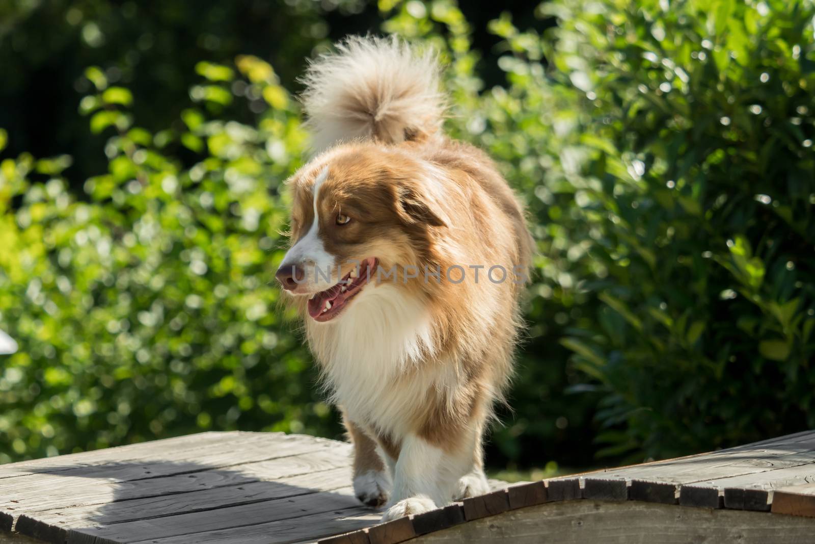 A mini Australian Shepherd during a walk in the park