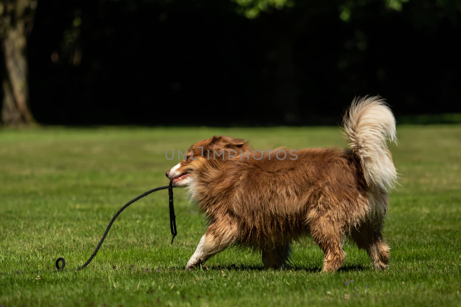 A mini Australian Shepherd plays outside with his leash