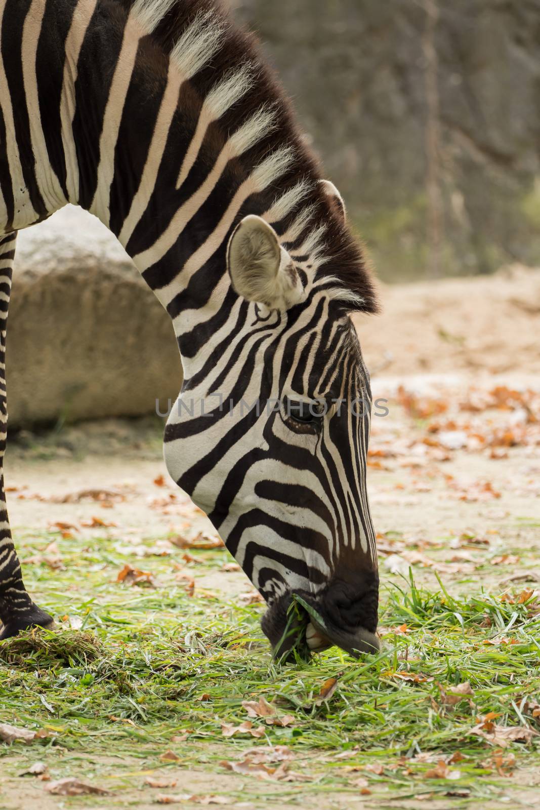 A big zebra is eating grass