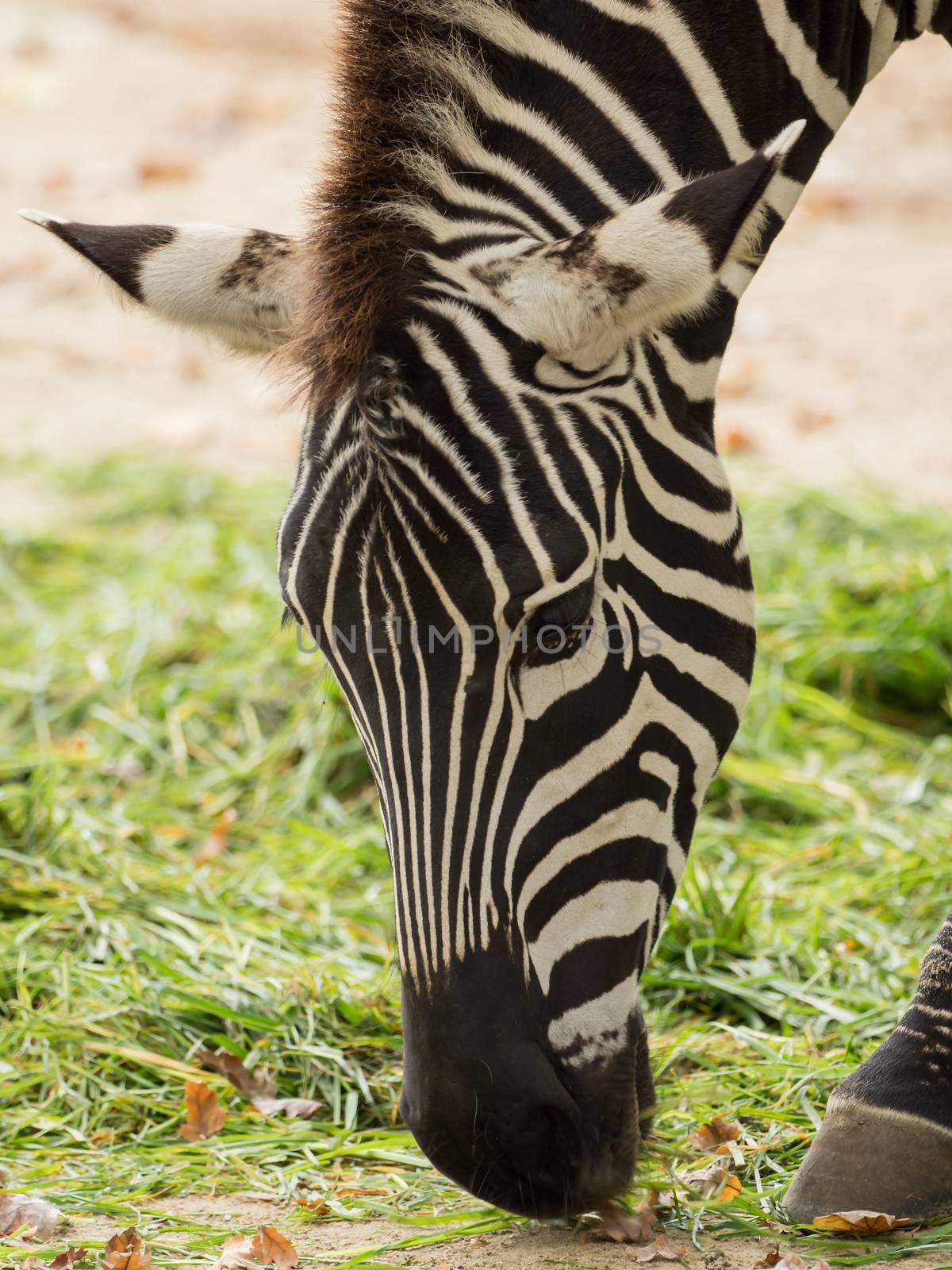 A big zebra is eating grass