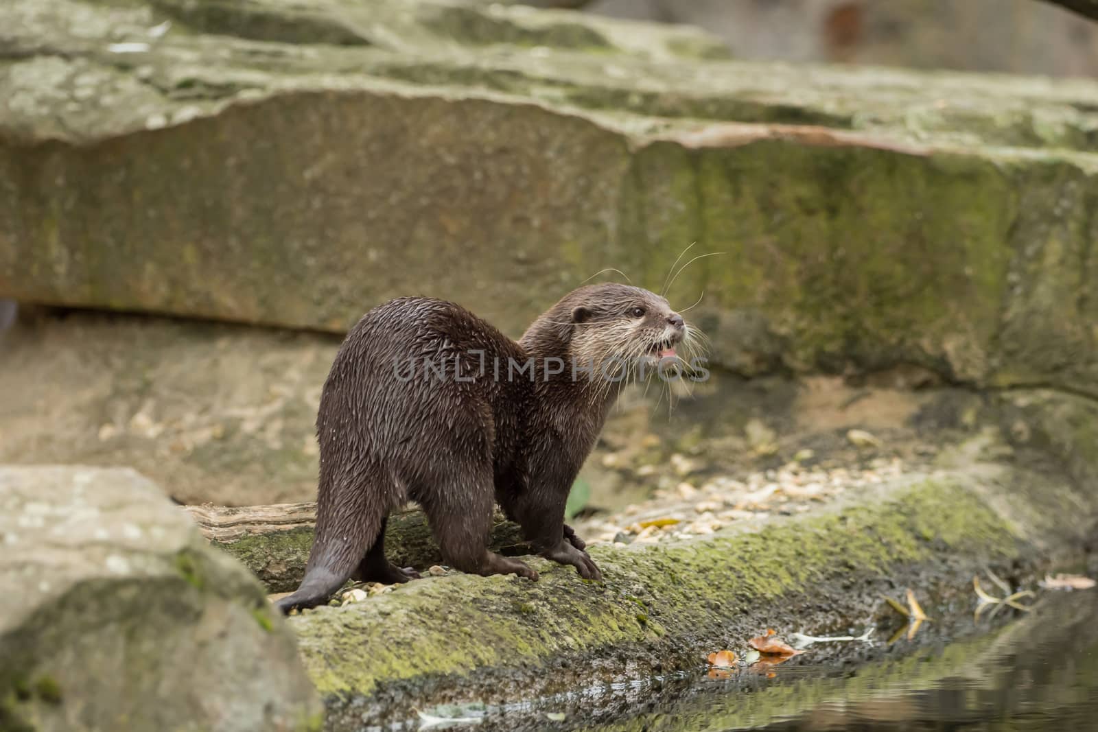 A wet otter on the water