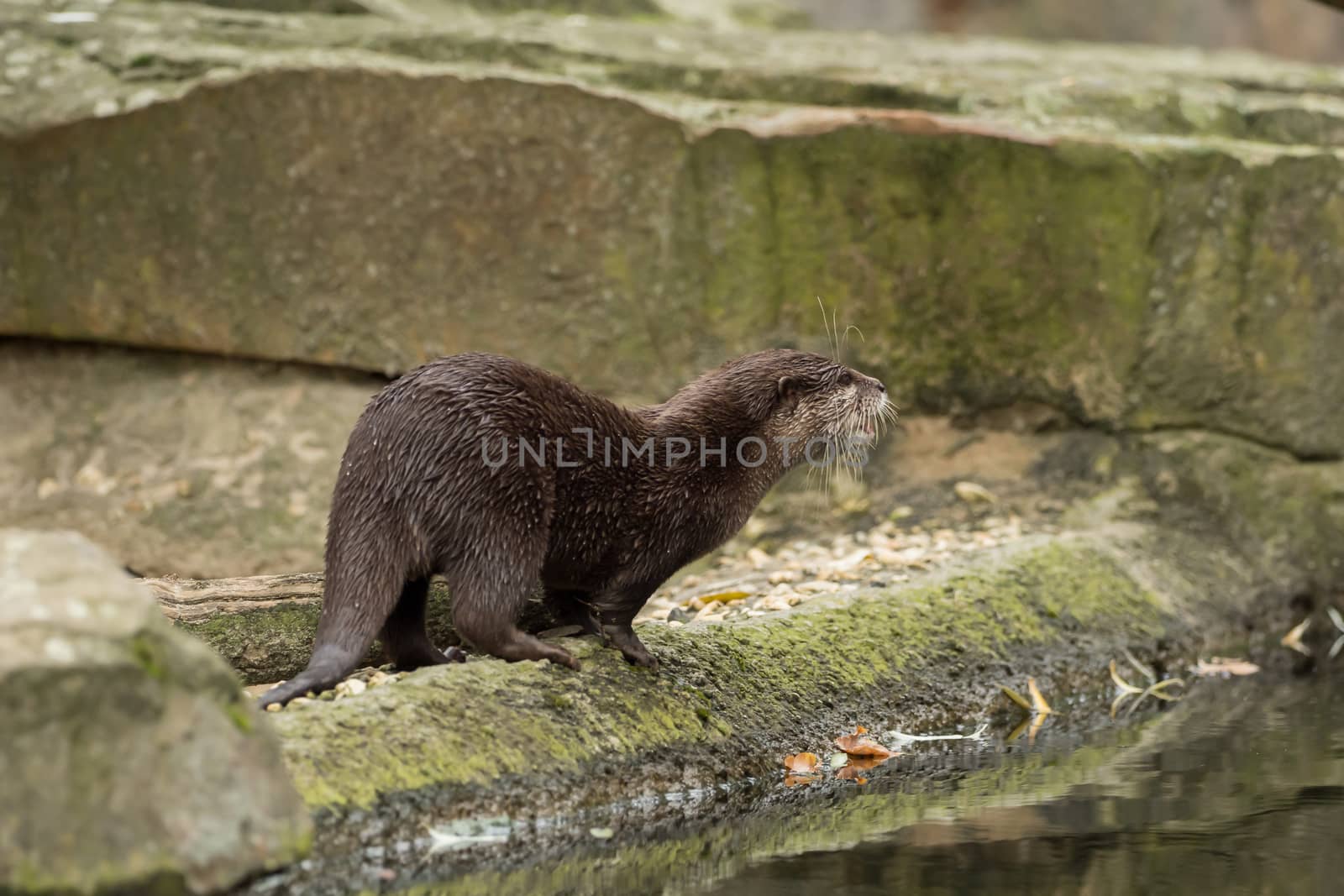 A wet otter on the water