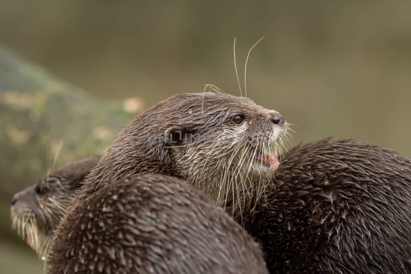 A wet otter on the water