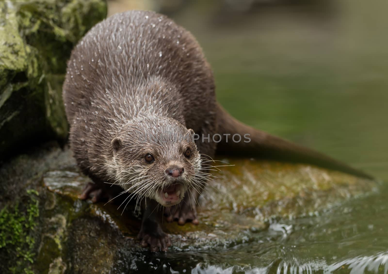 A wet otter on the water