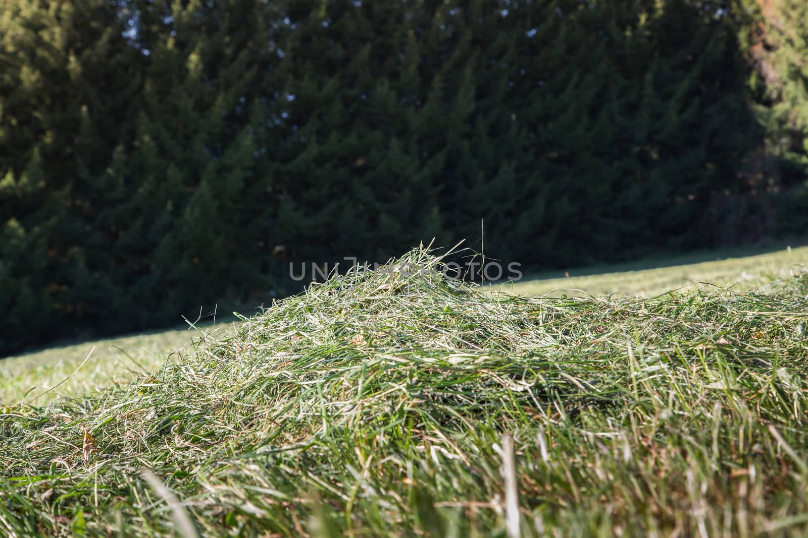 A heap of mown grass in a meadow