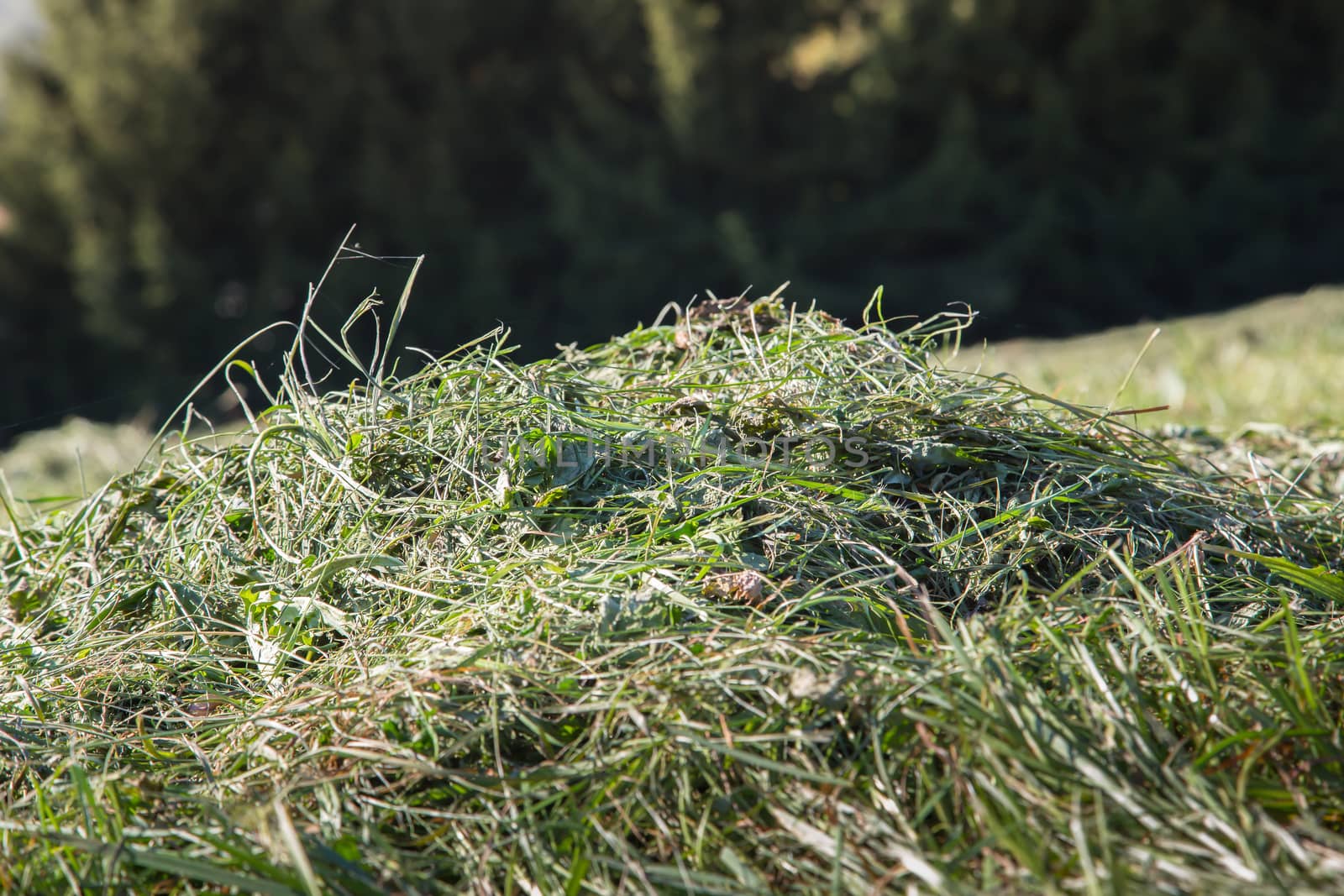 A heap of mown grass in a meadow