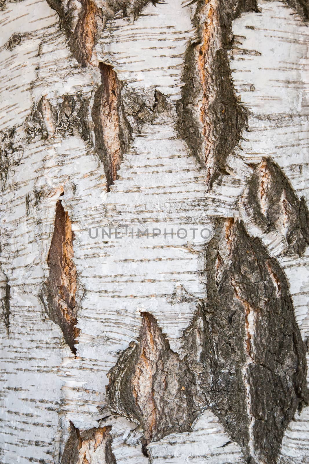 A texture of wood, also suitable as a background