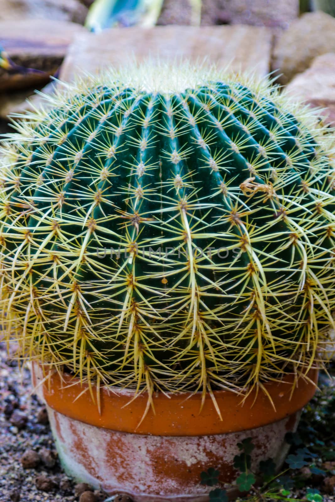 Cactus, Cactus thorns, Close up thorns of cactus, Cactus Background. by kip02kas