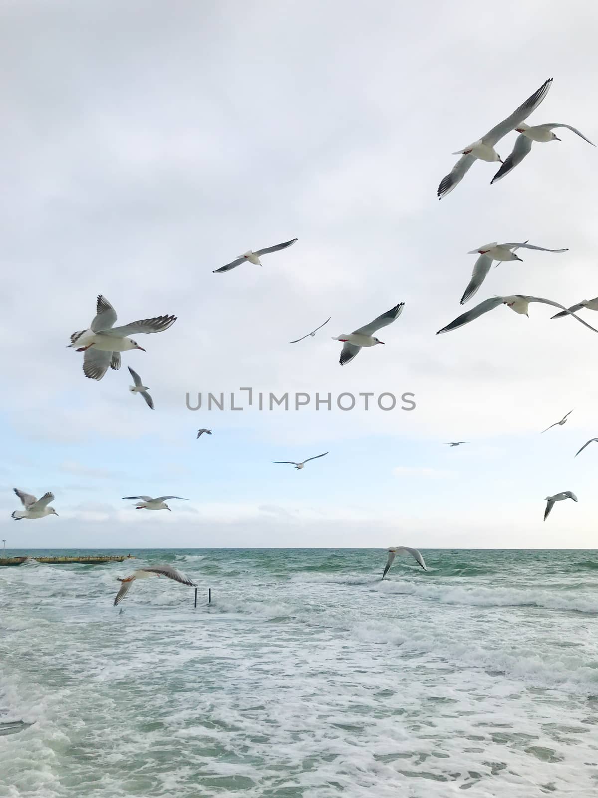 Seagulls Flying Over Sea