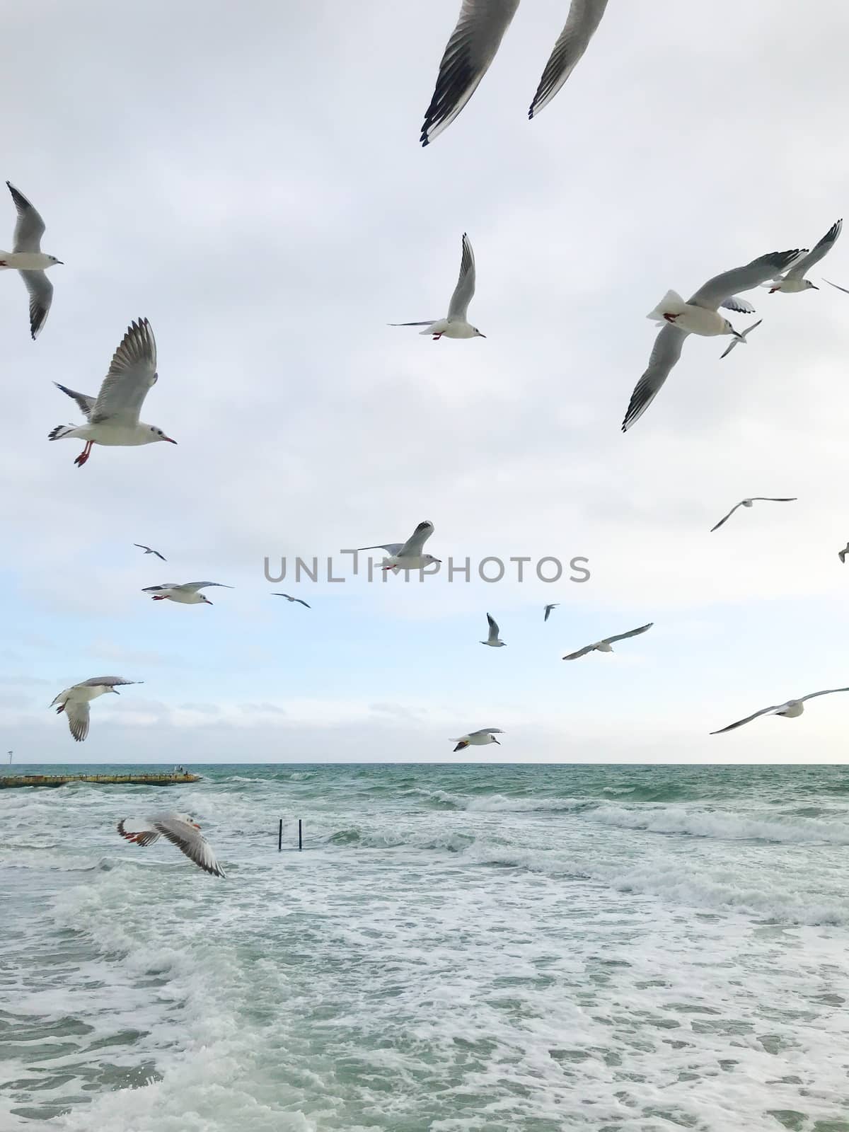 Seagulls Flying Over Sea by nenovbrothers
