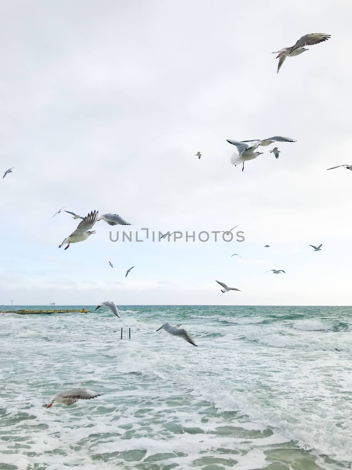 Seagulls Flying Over Sea by nenovbrothers