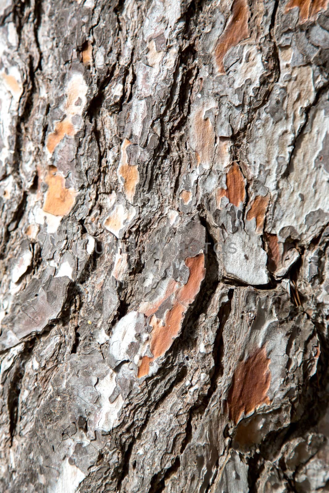 A texture of wood, also suitable as a background