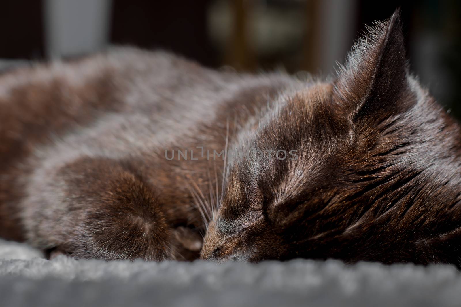 A cute black cat is sleeping on the bed