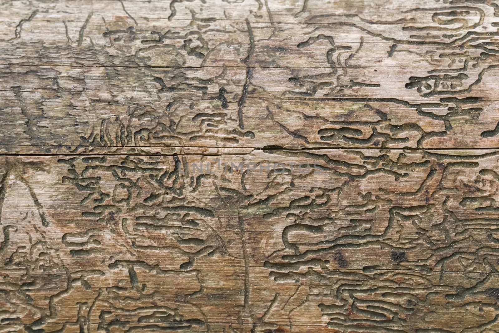 A texture of wood, also suitable as a background