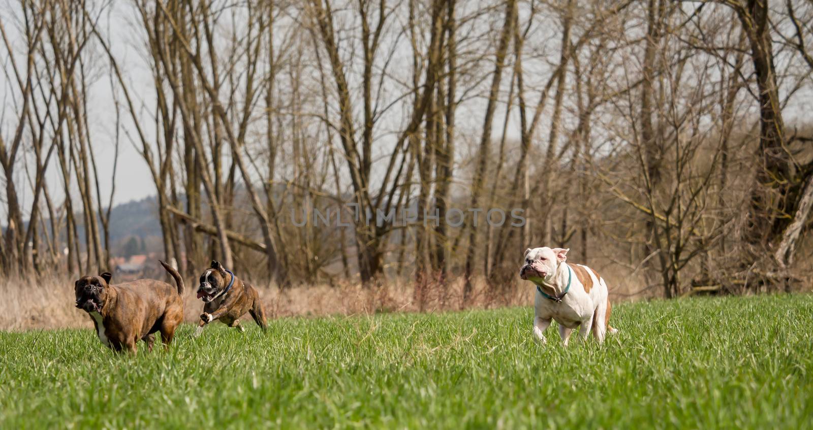 Boxers are playing outside in the meadow