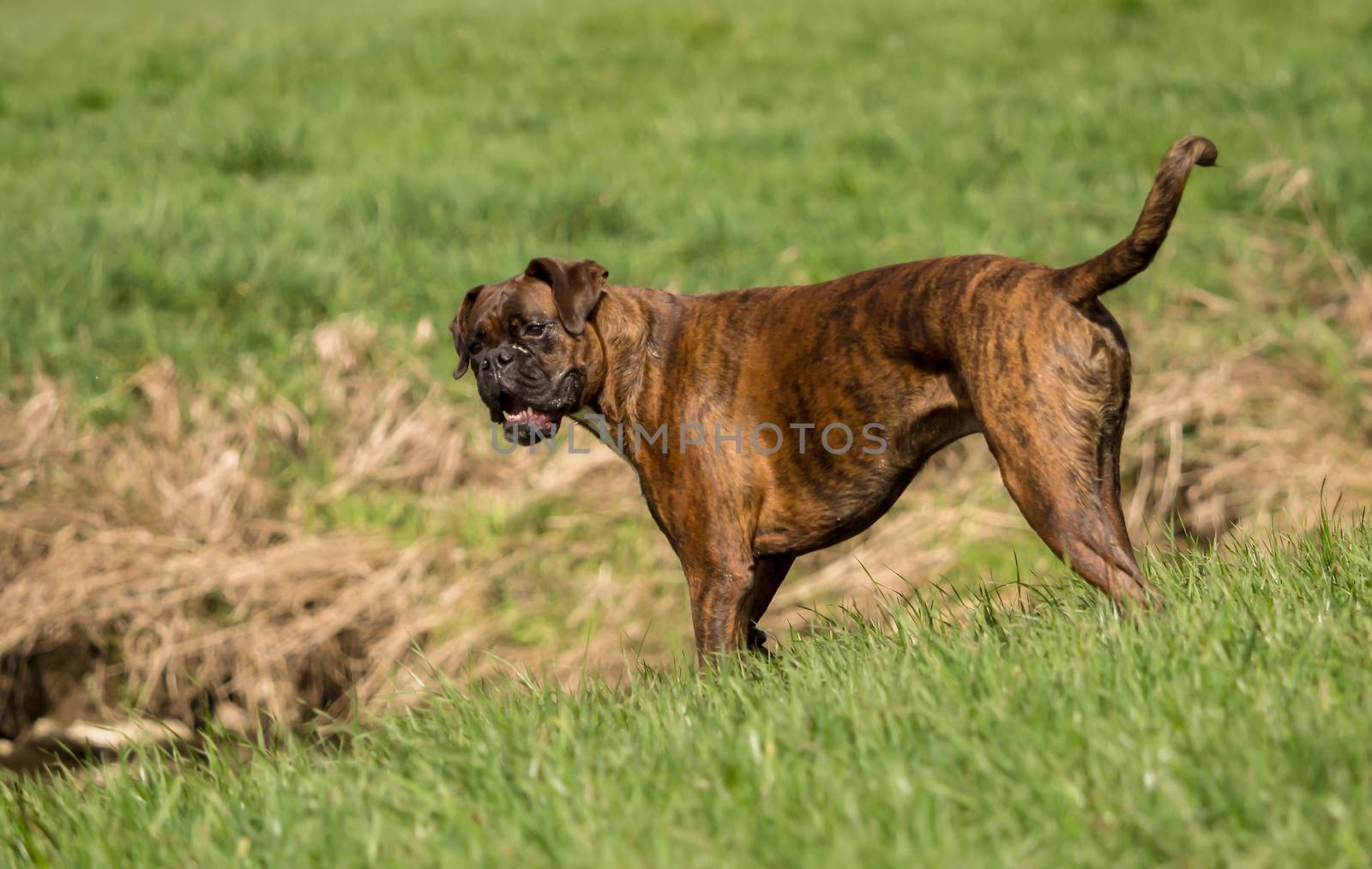 Boxers are playing outside in the meadow