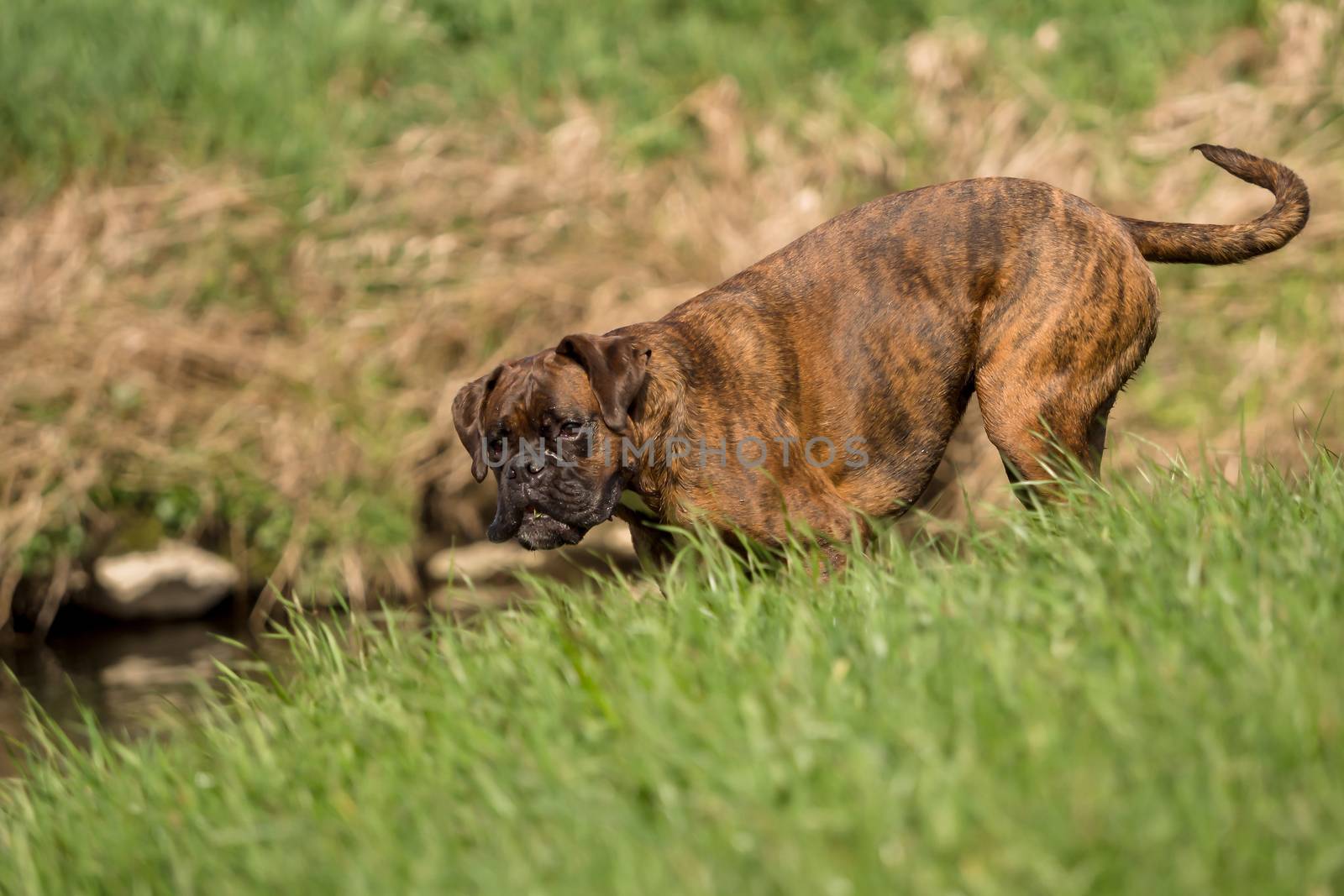 Boxers are playing outside in the meadow by sandra_fotodesign