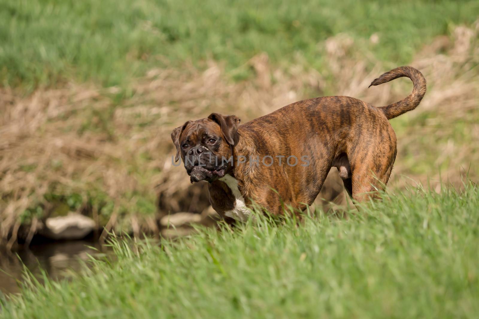 Boxers are playing outside in the meadow by sandra_fotodesign