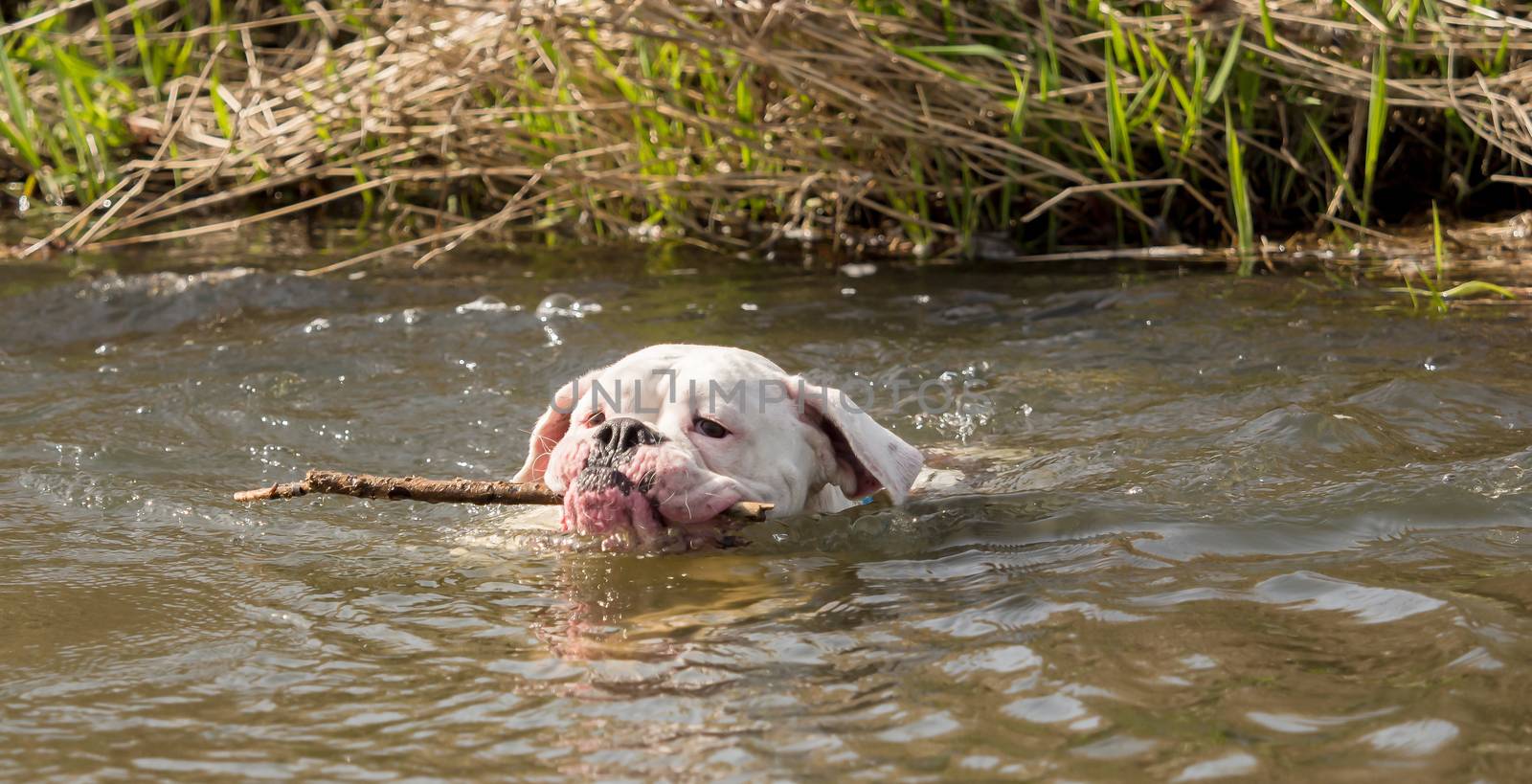 Boxers play outside in the water by sandra_fotodesign