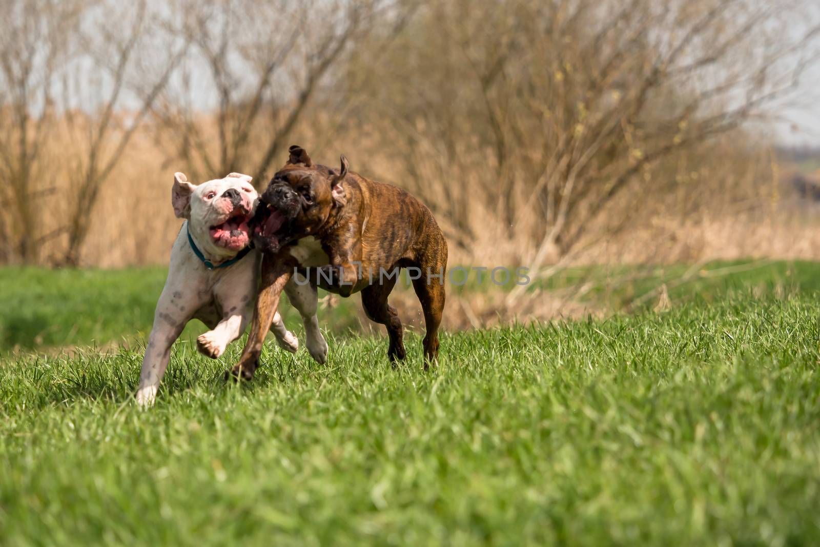 Boxers are playing outside in the meadow