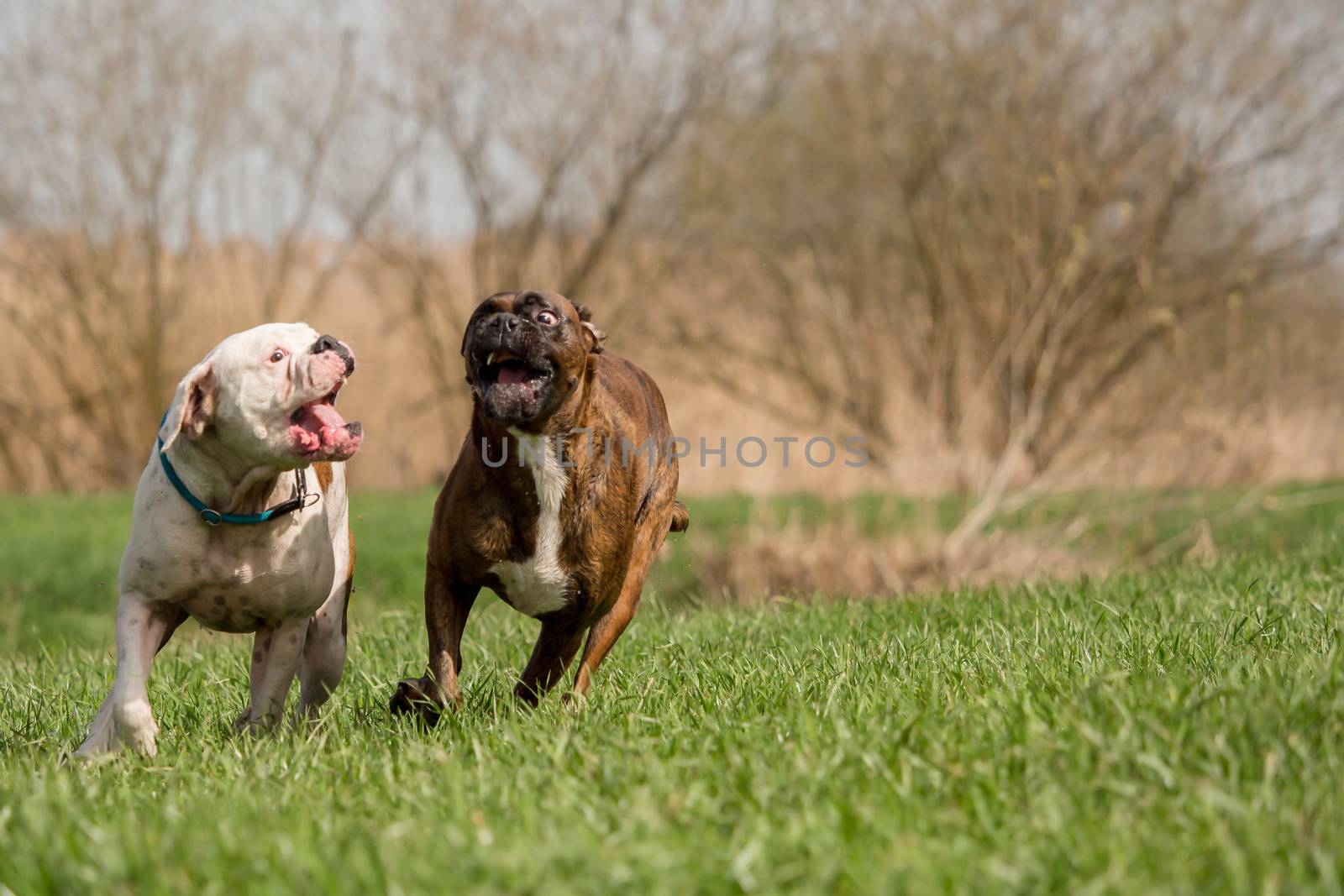 Boxers are playing outside in the meadow by sandra_fotodesign