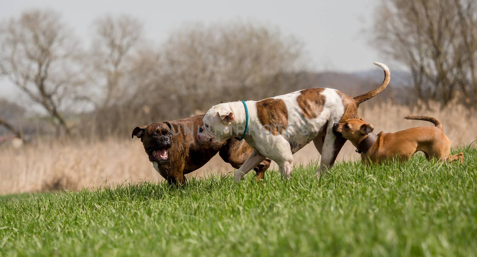 Boxers are playing outside in the meadow