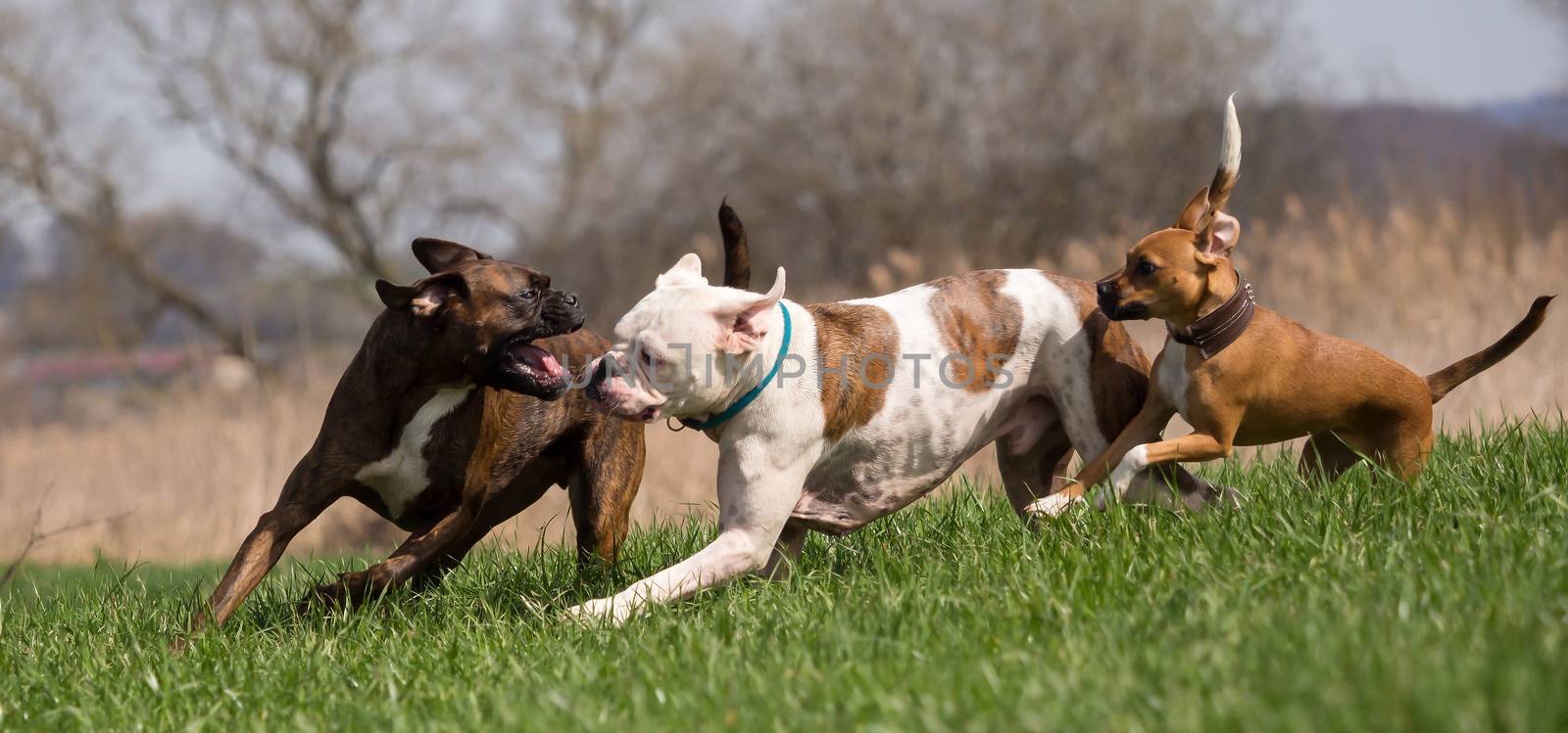 Boxers are playing outside in the meadow