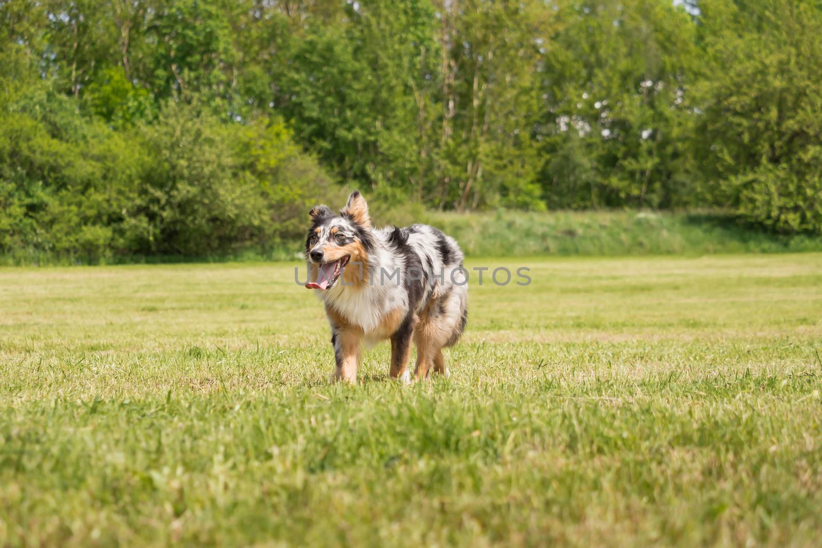 A beautiful Australian Shepherd playing outside by sandra_fotodesign