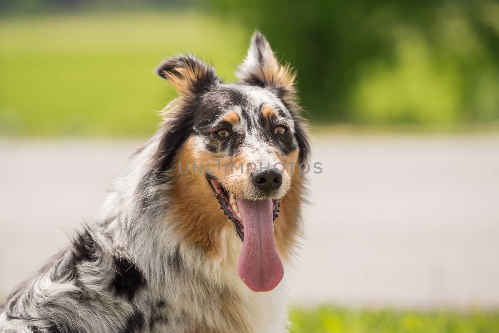 A beautiful Australian Shepherd playing outside