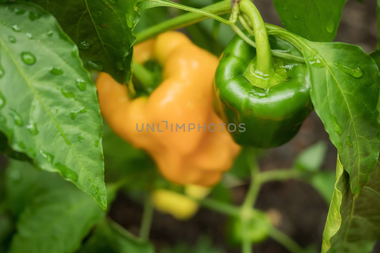 A green and a yellow pepper by sandra_fotodesign