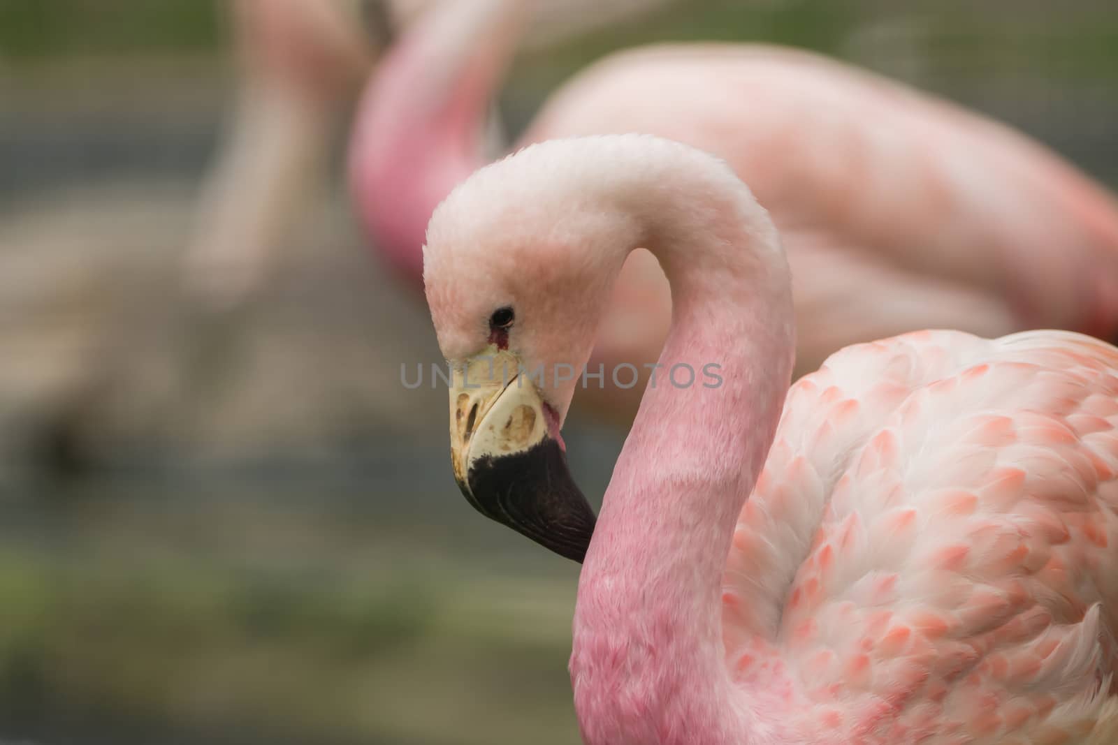 A beautiful flamingo with a soft background by sandra_fotodesign