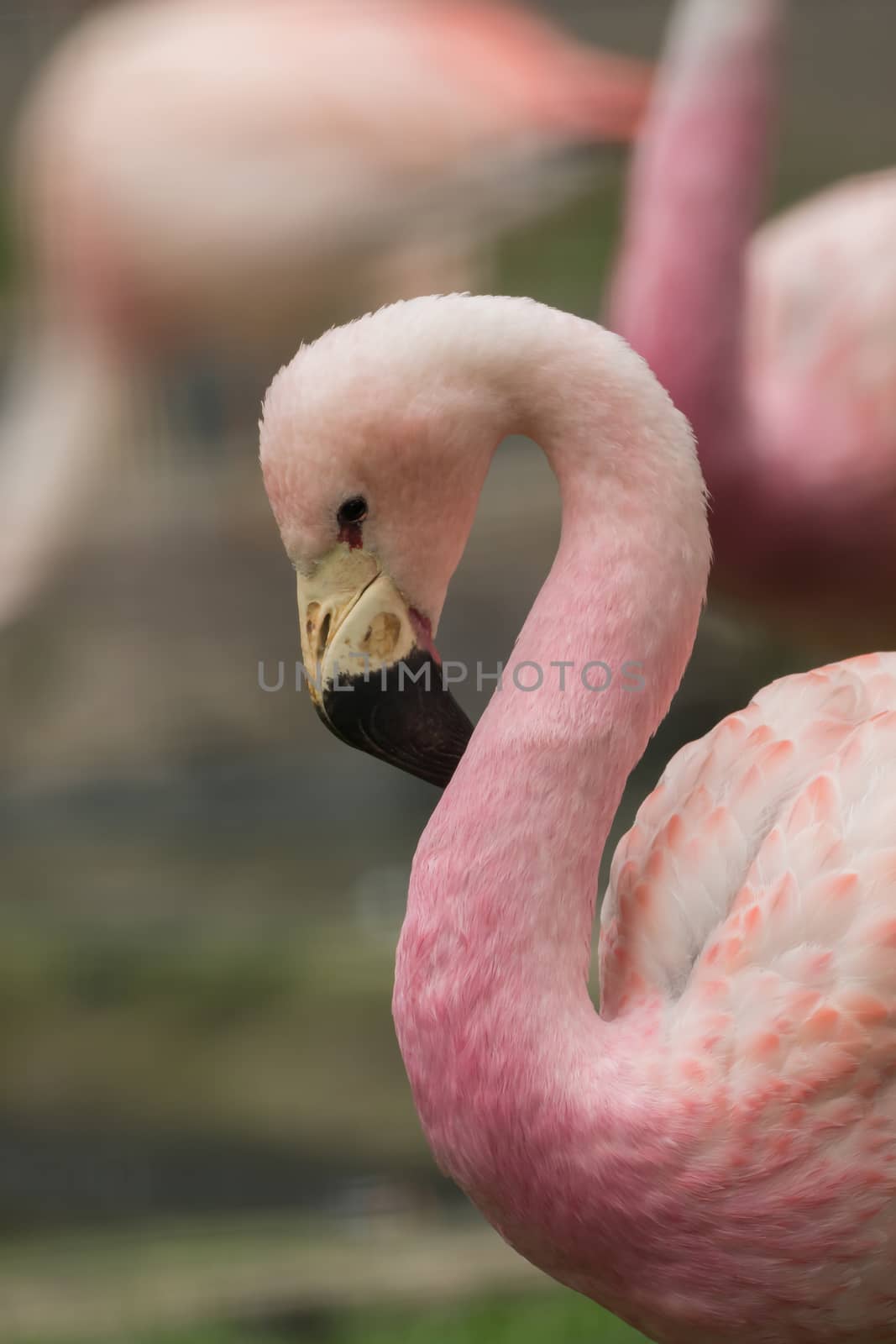 A beautiful flamingo with a soft background