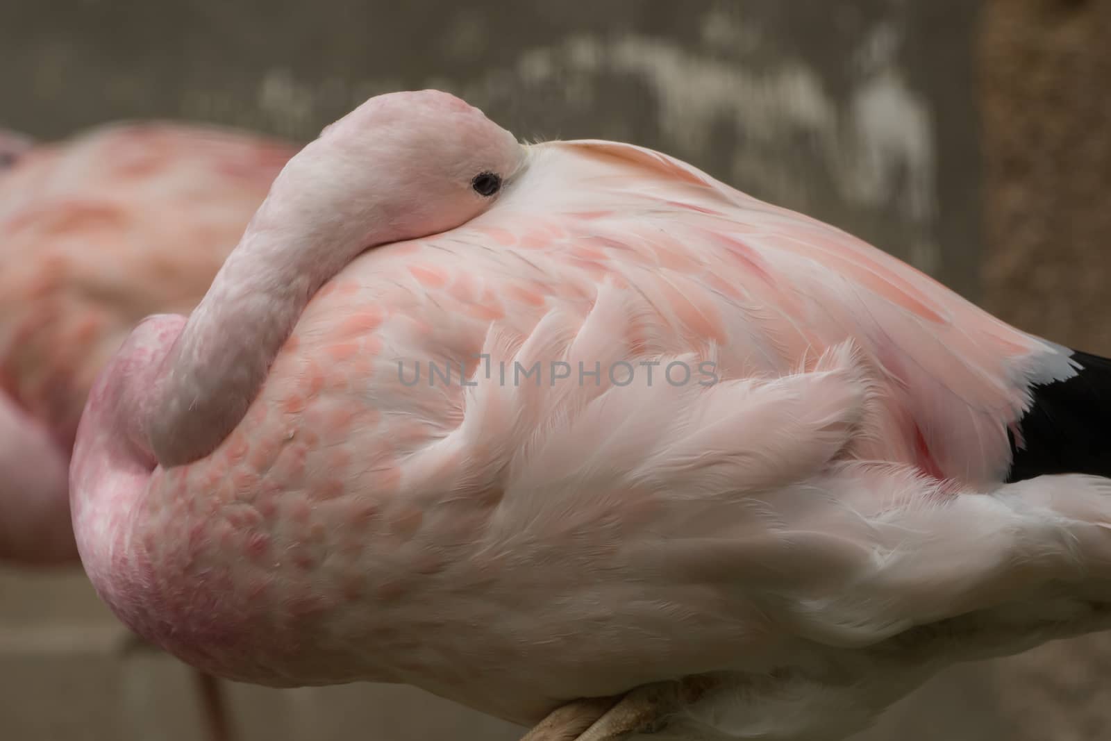 A beautiful flamingo with a soft background