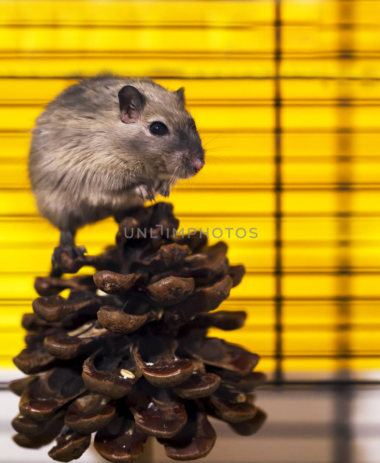 a brown and white gerbil, rodent, on white background by Anelik