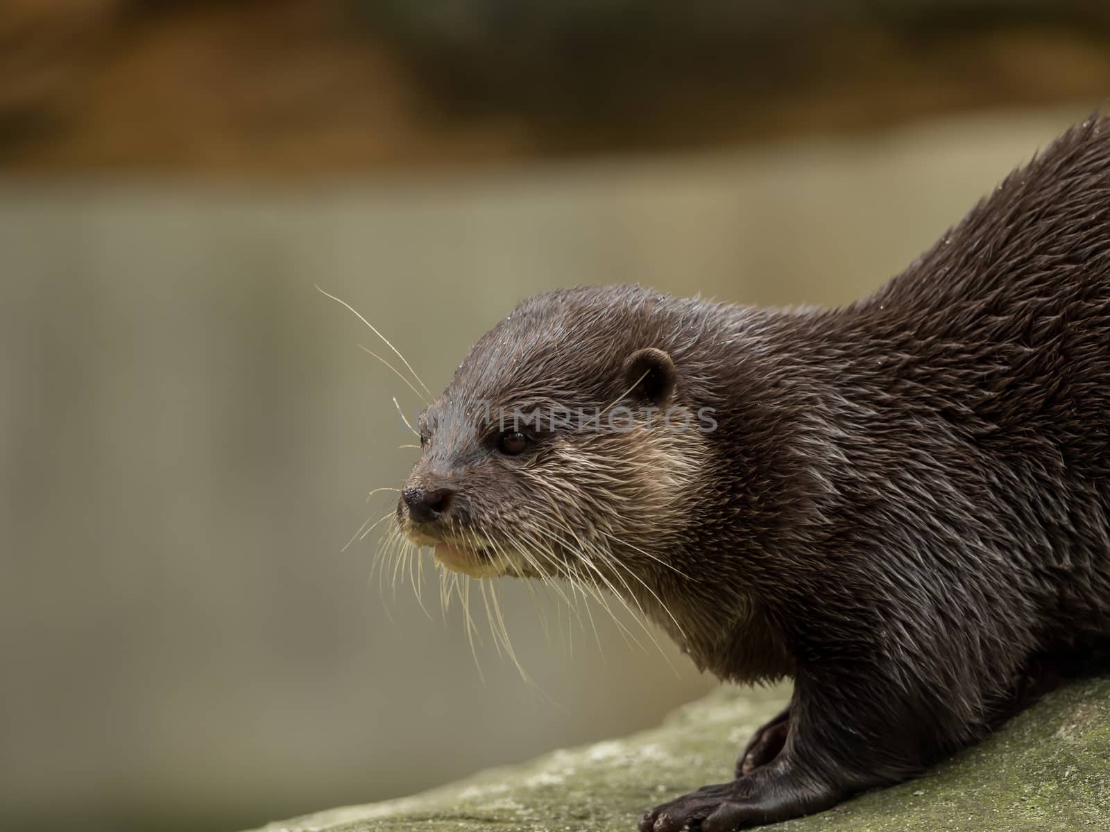 A wet otter on the water by sandra_fotodesign