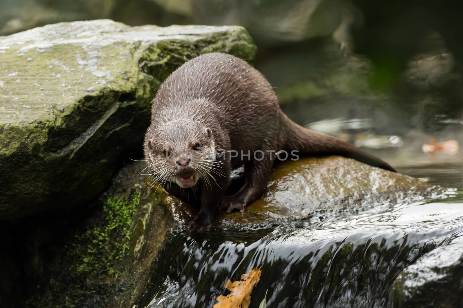 A wet otter on the water by sandra_fotodesign