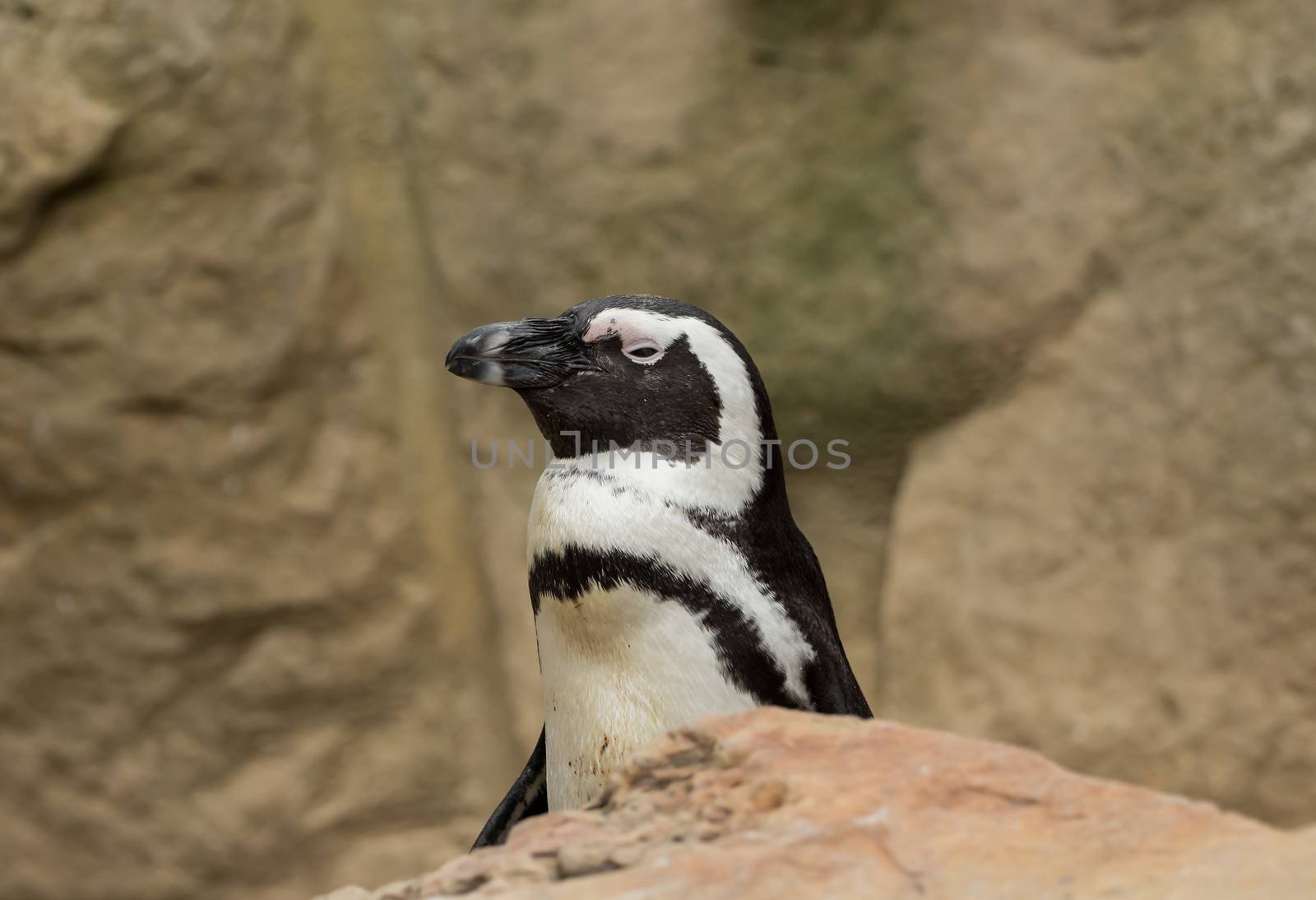 A beautiful penguin with a soft background