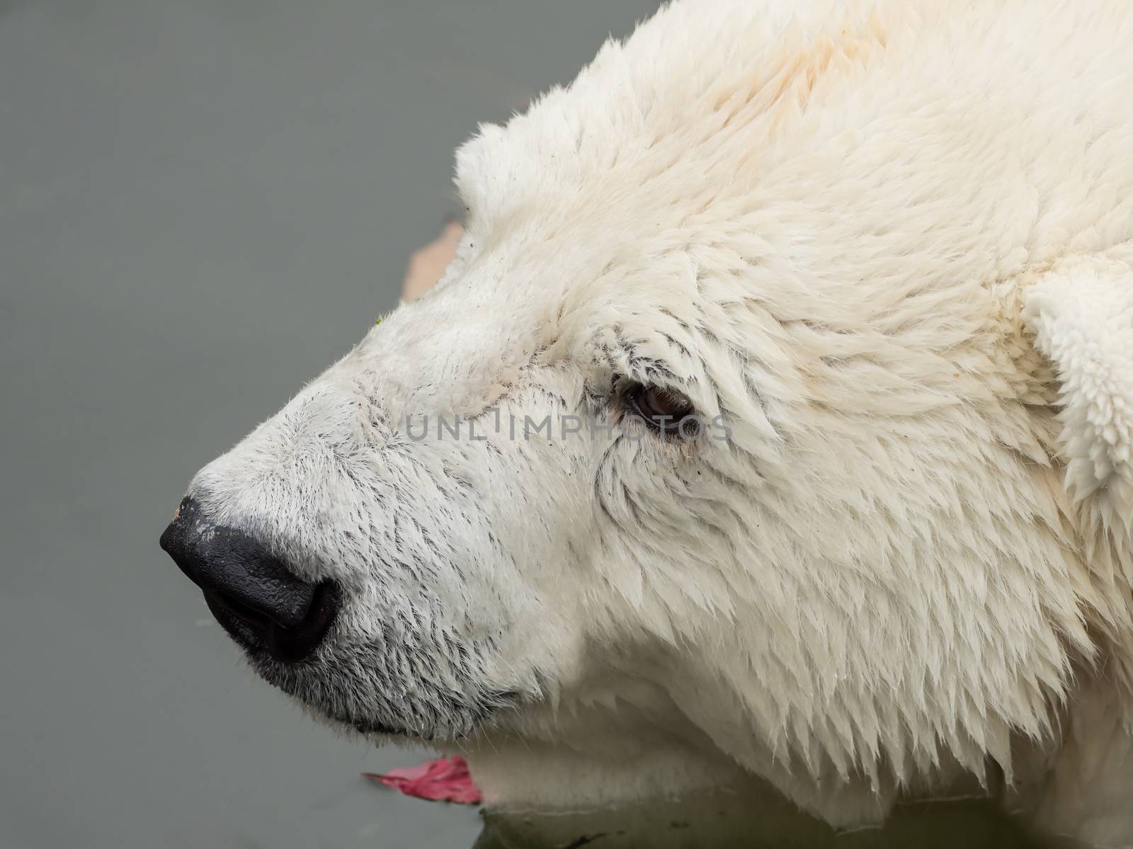 A polar bear is swimming in the water by sandra_fotodesign