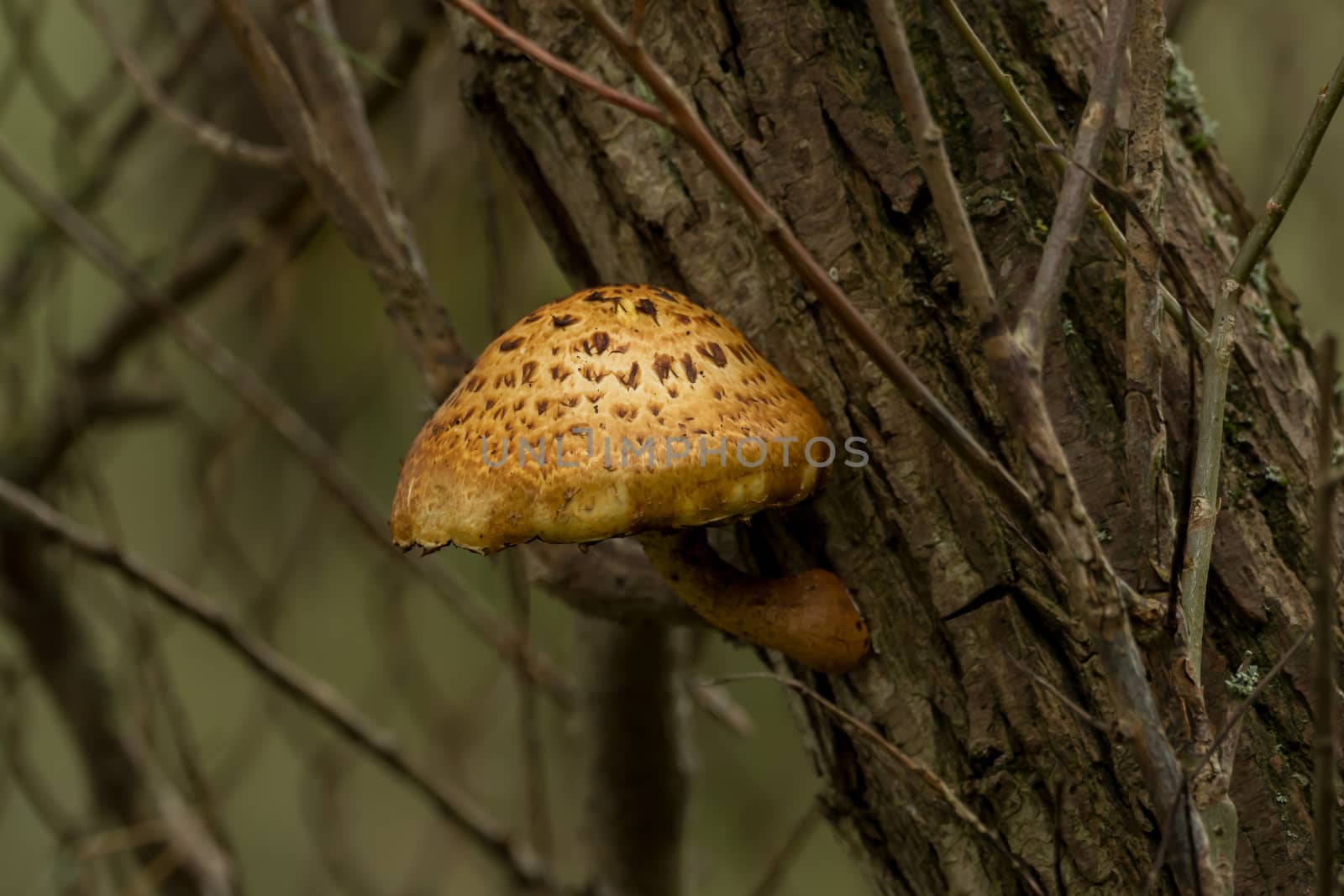 A beautiful mushroom on a tree